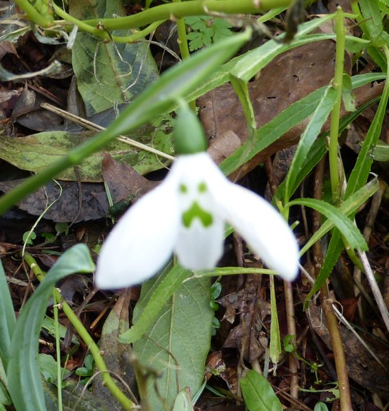 Galanthus Grumpy2.JPG
