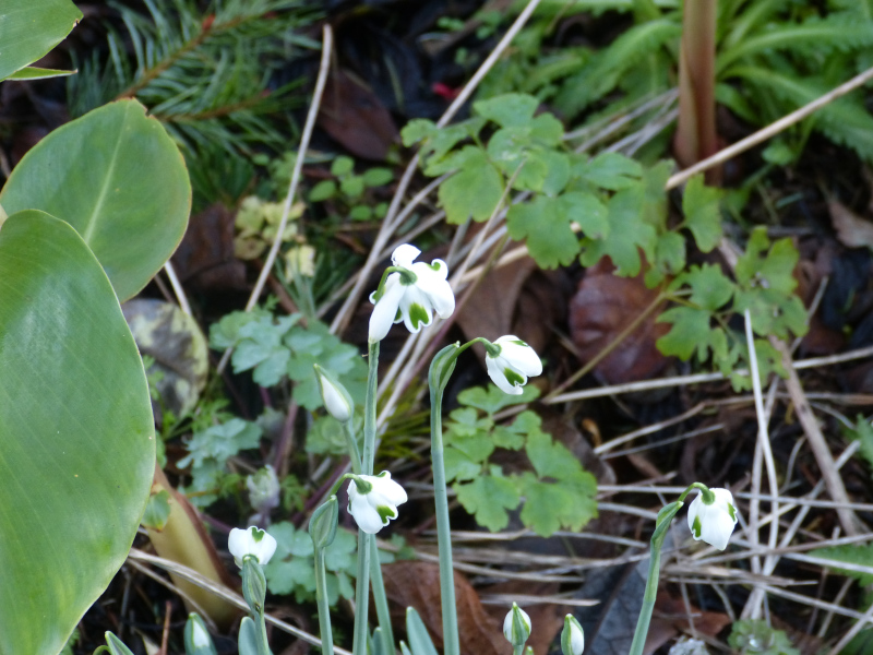 Galanthus Hillpoe.JPG