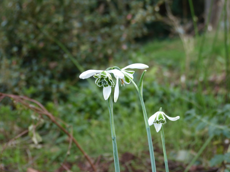 Galanthus hybrid.JPG