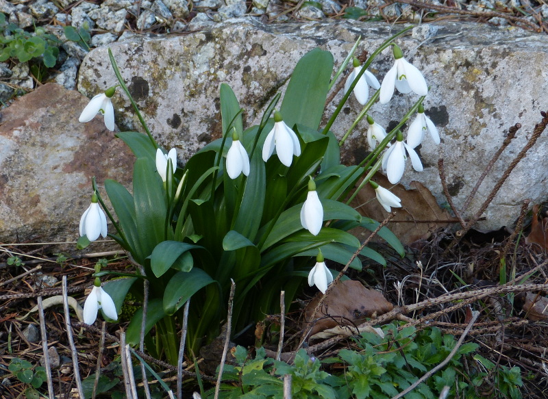 Galanthus ikariae.JPG