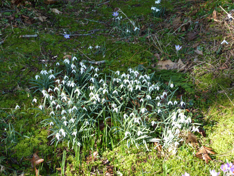 Galanthus in sun.JPG