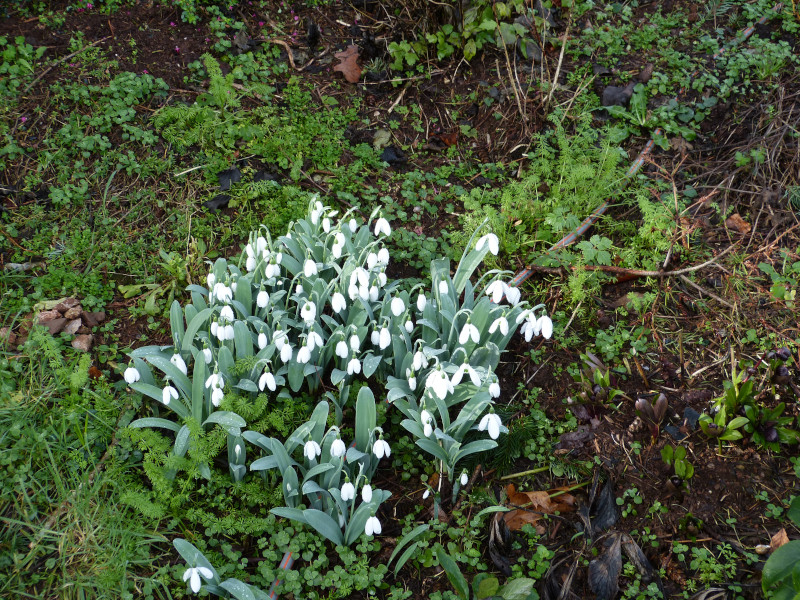 Galanthus.JPG