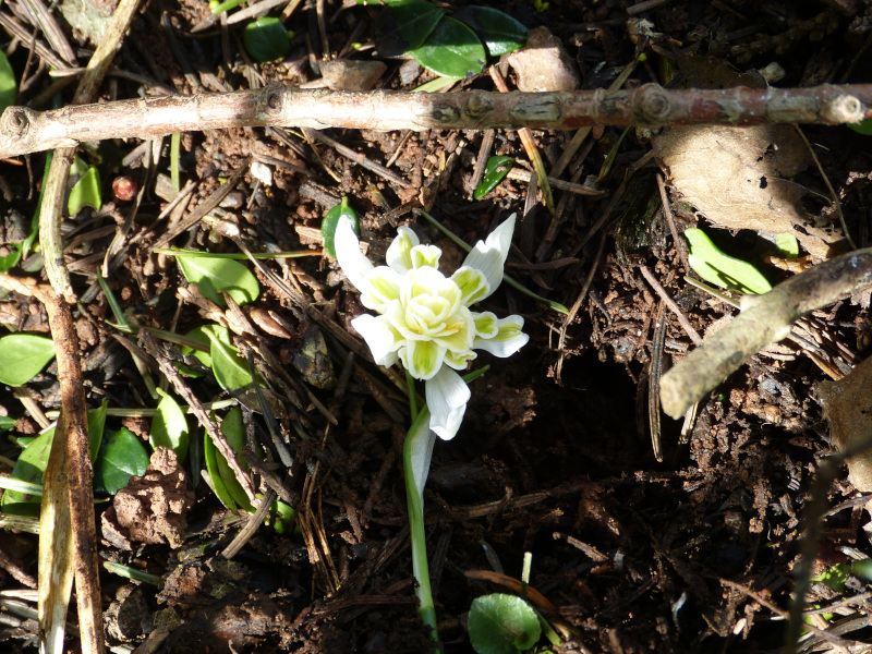 Galanthus Lady Elphinstone.JPG
