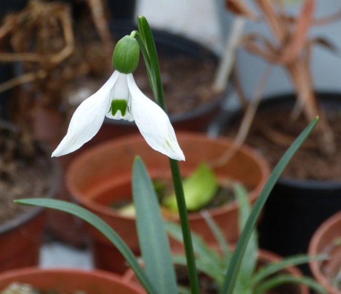 Galanthus lagodechianus.JPG