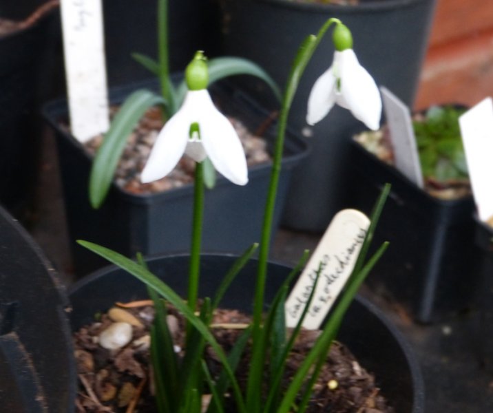 Galanthus lagodechianus.JPG
