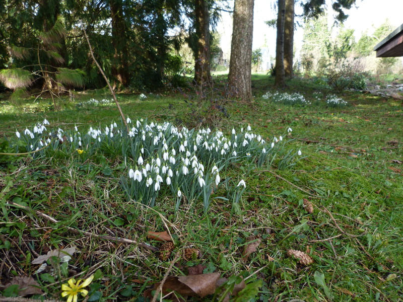 Galanthus nivalis 1.JPG