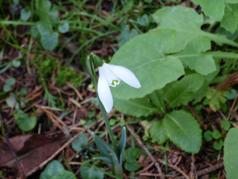 Galanthus nivalis.JPG