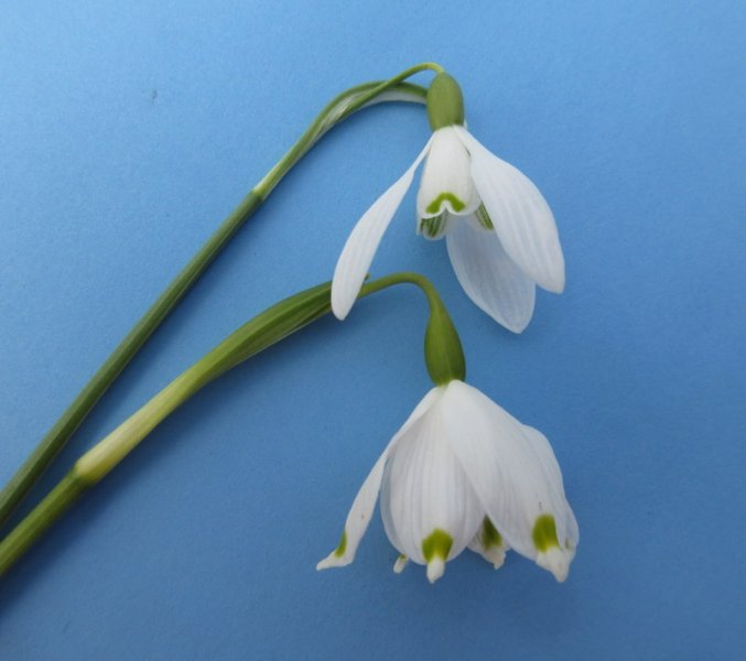 GALANTHUS  NIVALIS  TOP  LEUCOJUM  VERNUM  BOTTOM   06-03-2020 10-50-15.JPG
