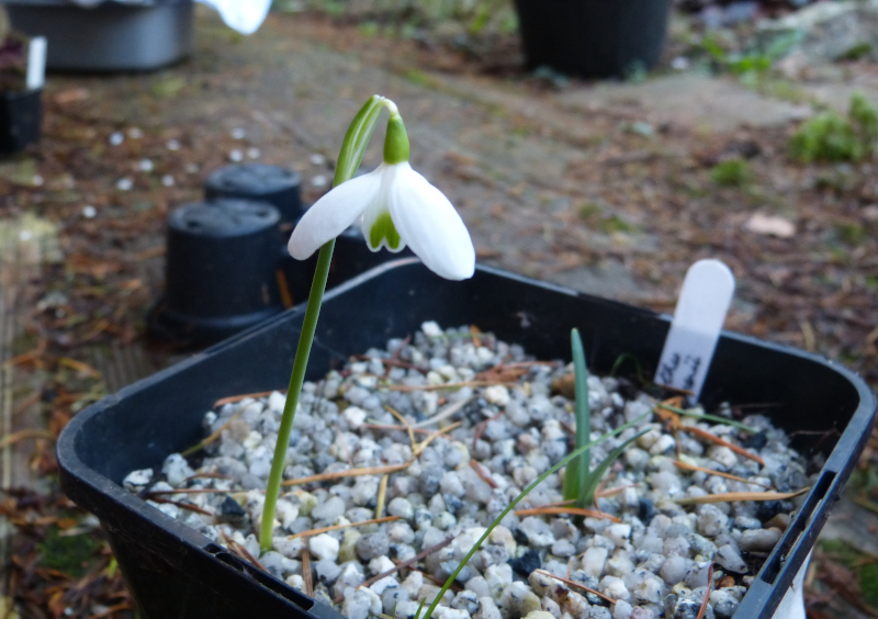 Galanthus peshmenii.JPG