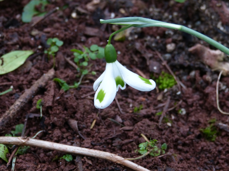 Galanthus plicatus Trymming.JPG