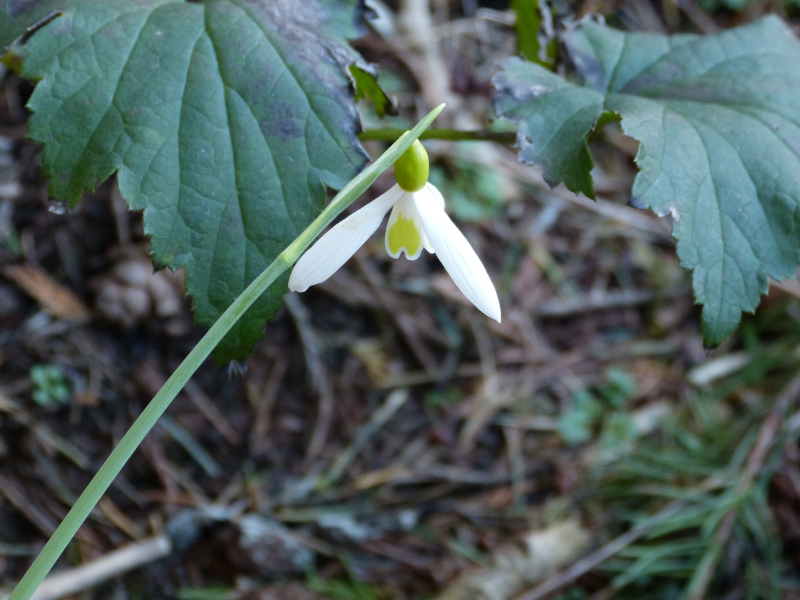 Galanthus plicatus Wendy's Gold.JPG