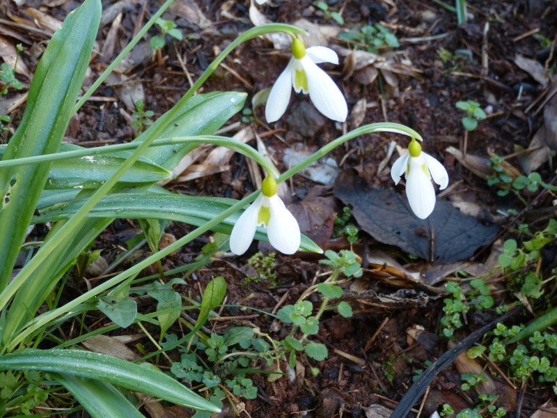Galanthus plicatus Wendy's Gold.JPG
