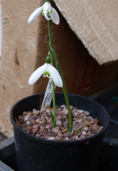 Galanthus reginae-olgae Tilebarn Jamie.JPG