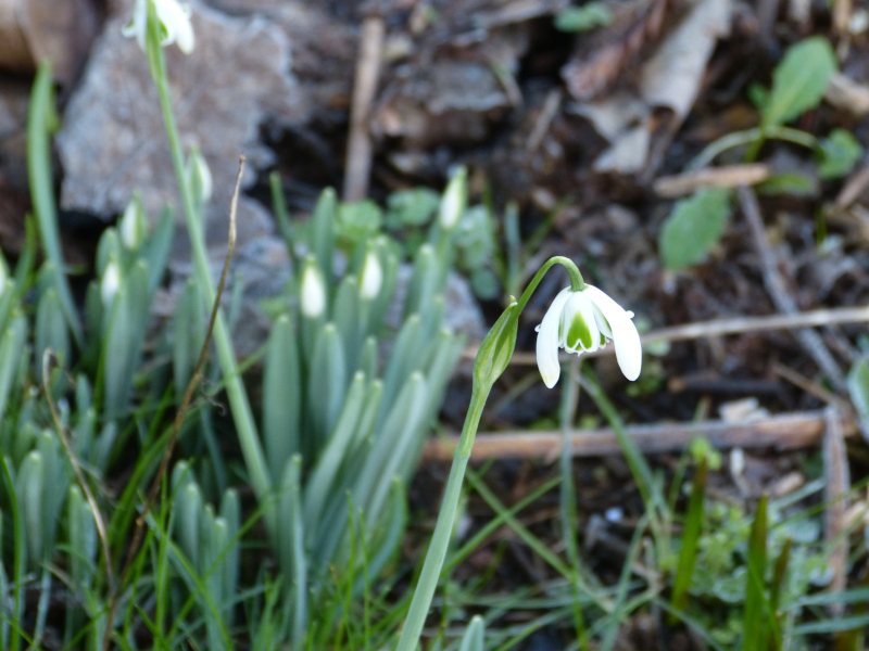 Galanthus Straffan.JPG