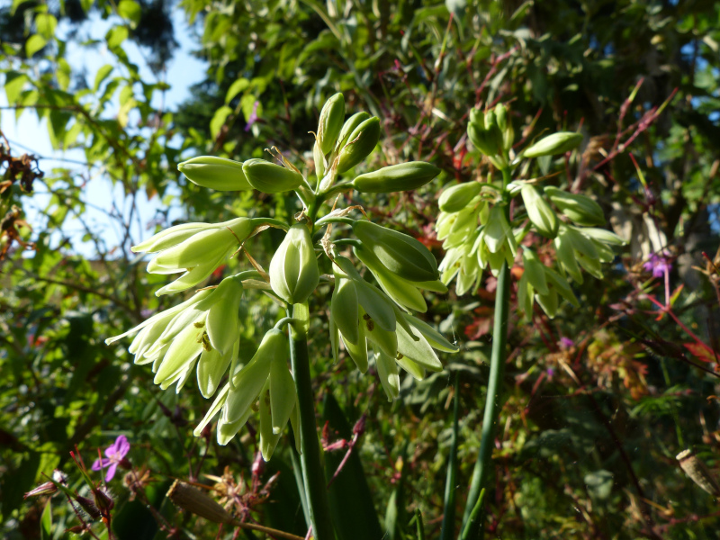 Galtonia viridiflora.JPG