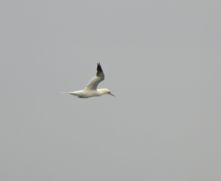 gannet.JPG