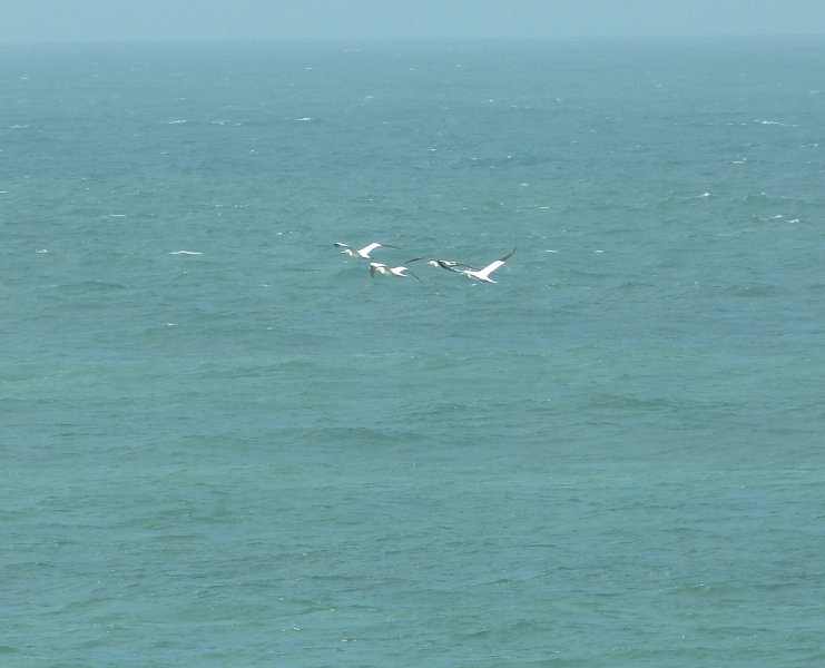 Gannets.JPG
