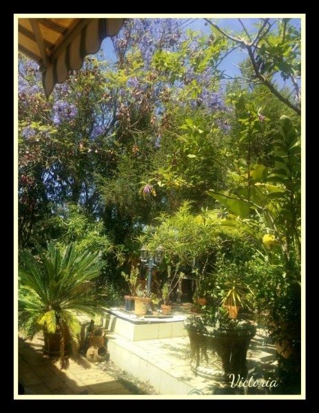 Garden 10 Jun 19.jpg