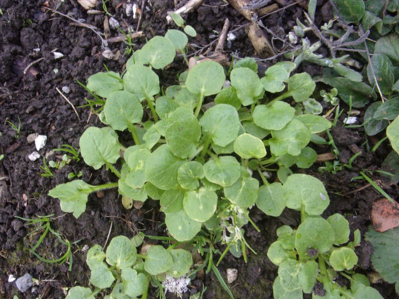 Garden bottom._564.JPG