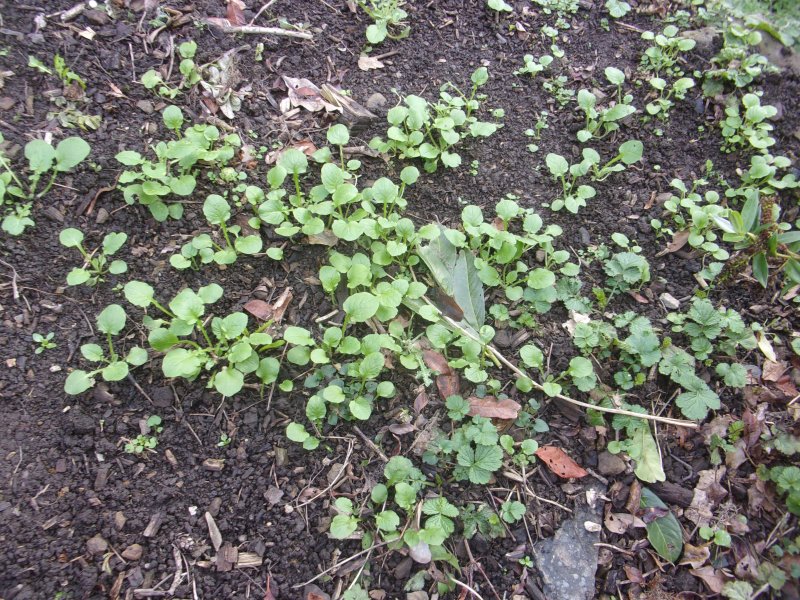 Garden bottom._565.JPG