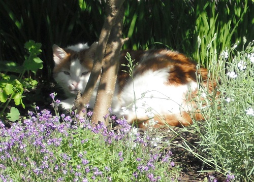 garden cat 4.jpg