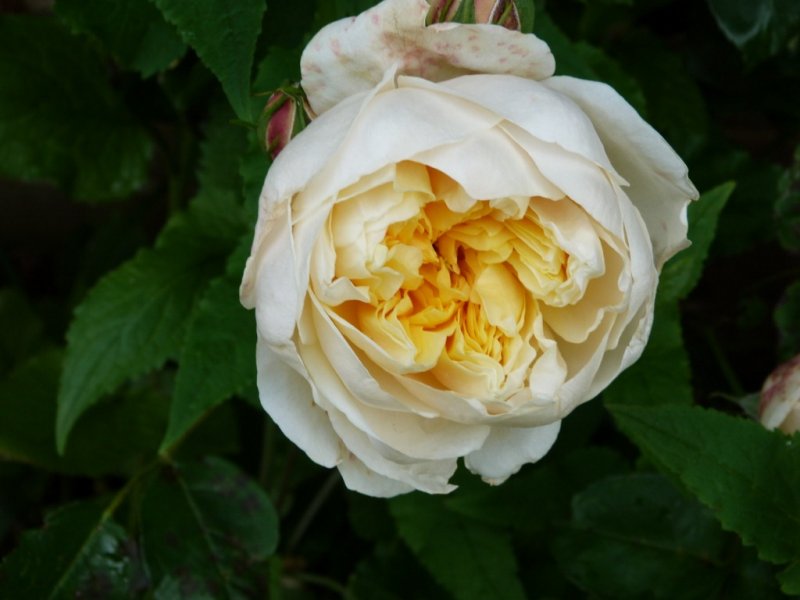 Garden flowers 16 June 2012 008 (1024x768).jpg