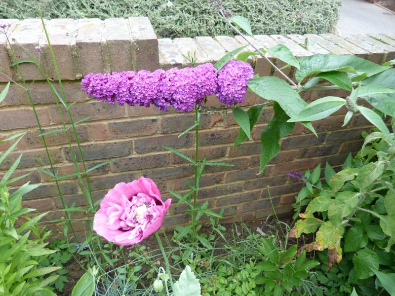 Garden flowers on 9 July 2012 004.JPG