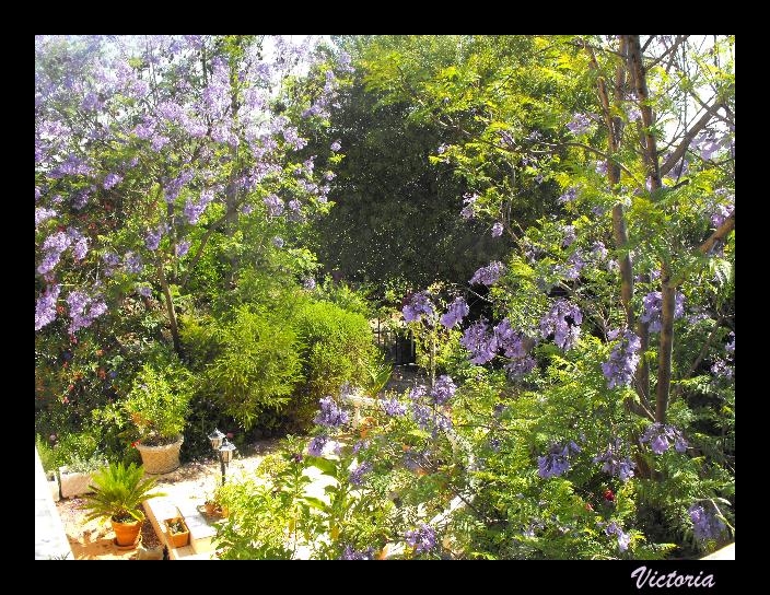 Garden from Deck 4 Jun 11.JPG