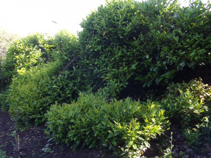 Garden June 2019_008 (2).JPG