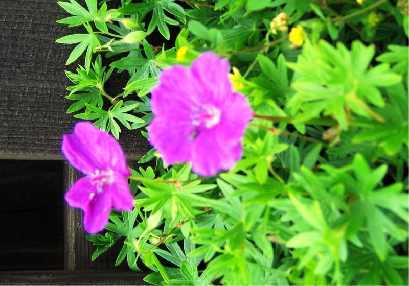 Garden pics 2011 -Black medick and hardy Geranium sanguineum.jpg