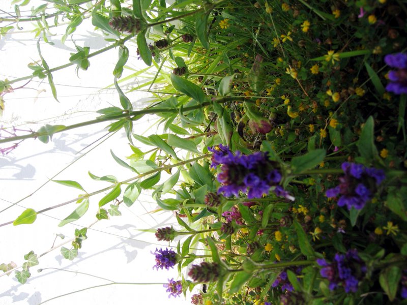 Garden pics 2011 Selfheal and Black medick.jpg