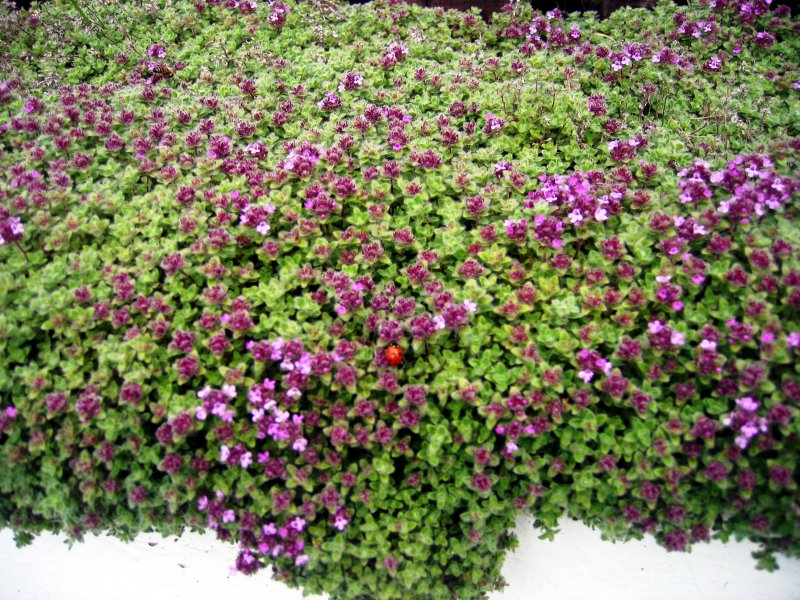 GARDEN PICS - Thyme and ladybird.jpg