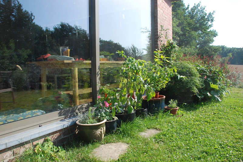 garden shots 2013-08-02 005.JPG