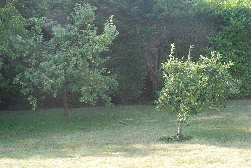 garden shots 2013-08-02 012.JPG