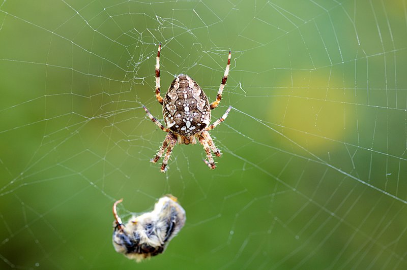 Garden-spider-2.jpg