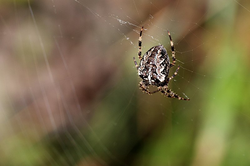 Garden-Spider.jpg