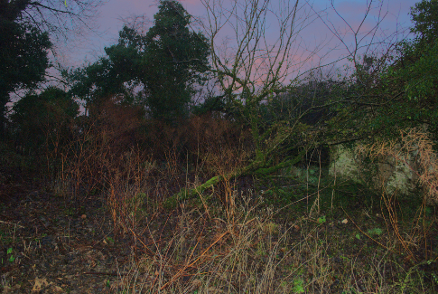 garden with apple tree1.jpg