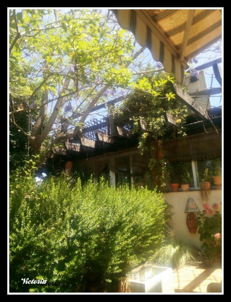 Garden2 10 Jun 19.jpg