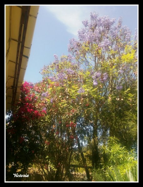 Garden3 10 Jun 19.jpg