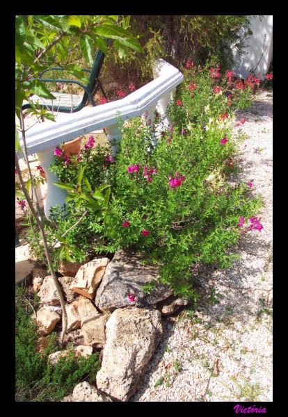 Garden6 6 Apr 09.jpg