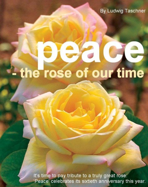gardener-2005-06-peace-rose.jpg