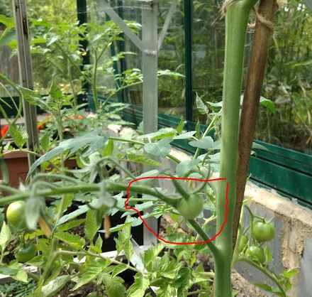 Gardeners Delight first fruit.JPG