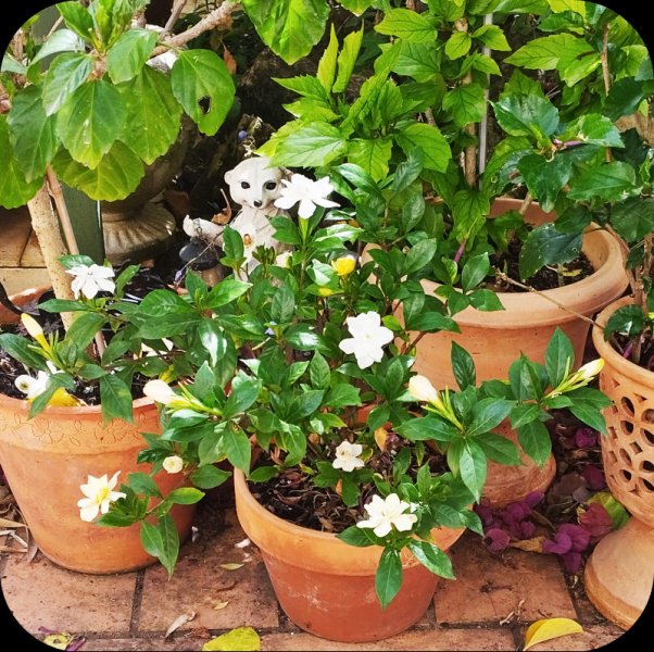 Gardenia 18 Jun 25#.jpg