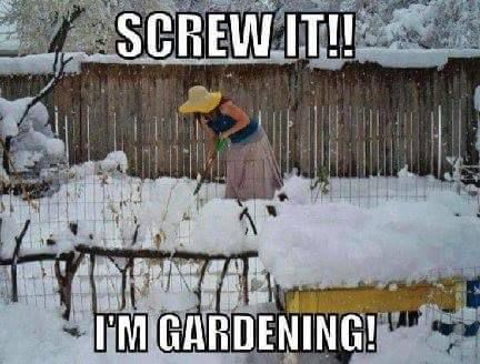 gardening in the snow.jpg