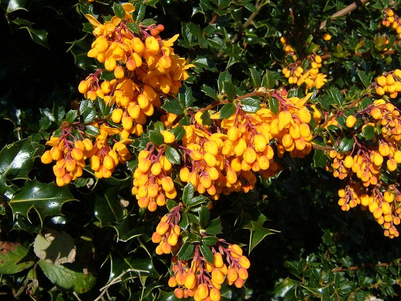 GardenPlant-Berberis darwinii29-03-09.jpg