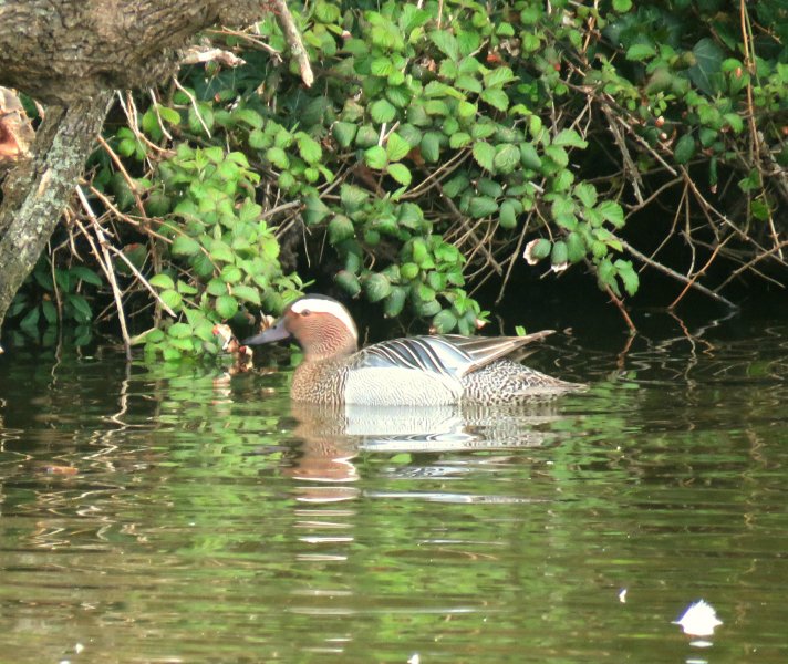 Garganey - Poole Park  (11).JPG