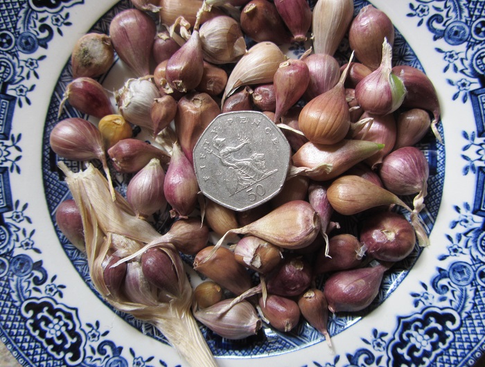 garlic pips.jpg