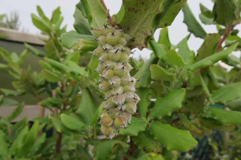 GARRYA  ELLIPTICA 02-07-2015 14-45-05.JPG