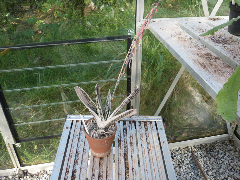 Gasteria bicolour.JPG