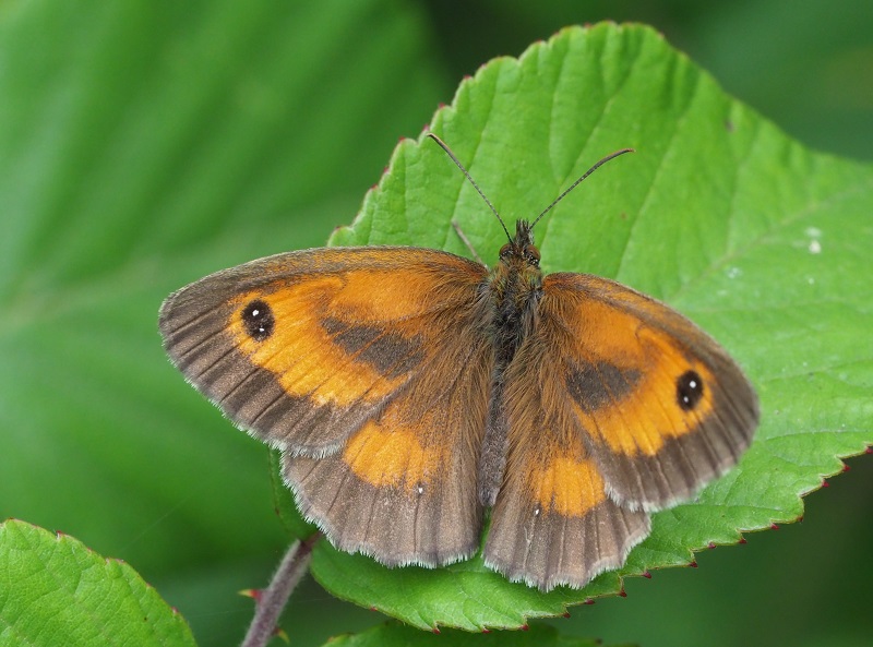 Gatekeeper 2019B.jpg